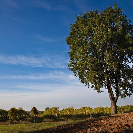 Le Stanze Di Bacco Villa Monteveglio Exteriör bild