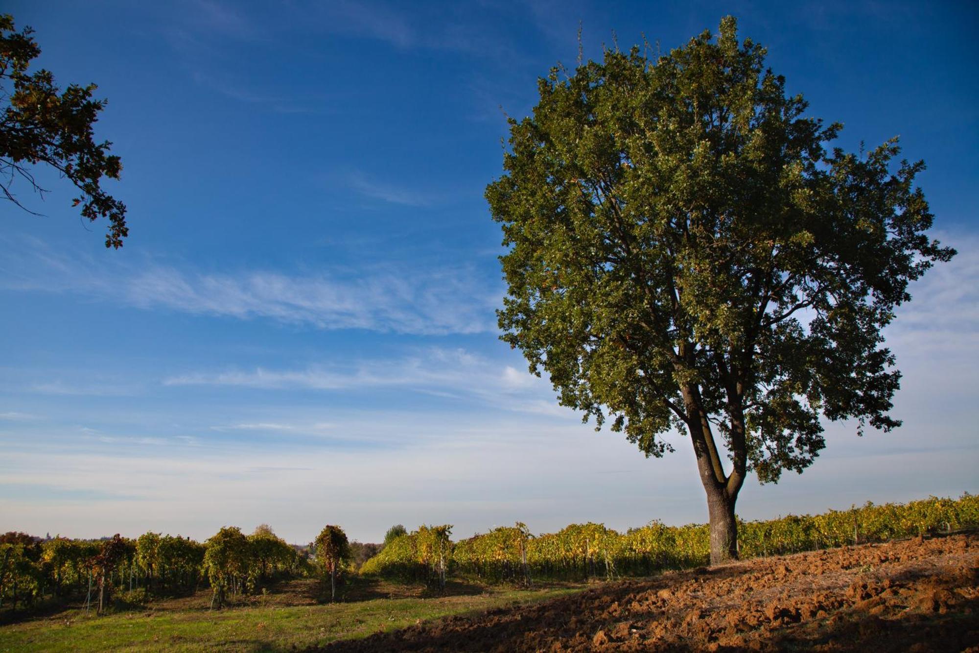 Le Stanze Di Bacco Villa Monteveglio Exteriör bild